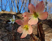 MONTE CASTELLO da Valpiana di Serina il 13 febbraio 2026 - FOTOGALLERY